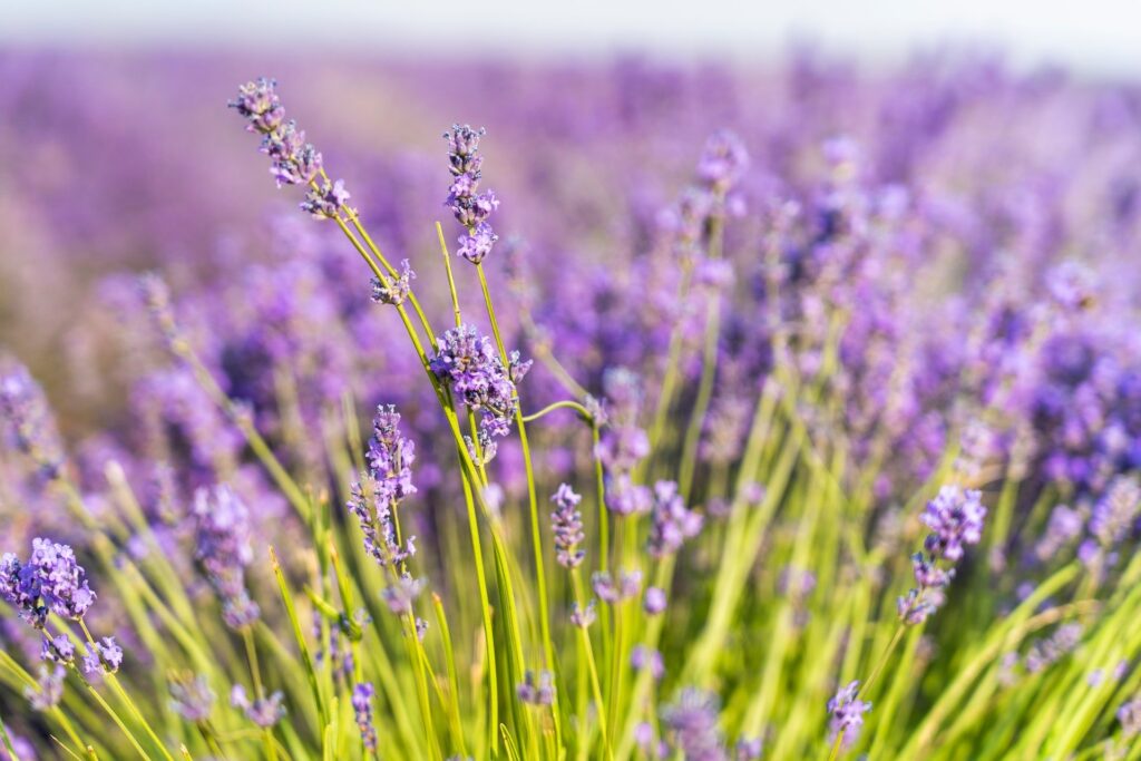 Tisane de lavande pour mieux dormir : bienfaits et préparation Tisane de lavande pour mieux dormir : bienfaits et préparation