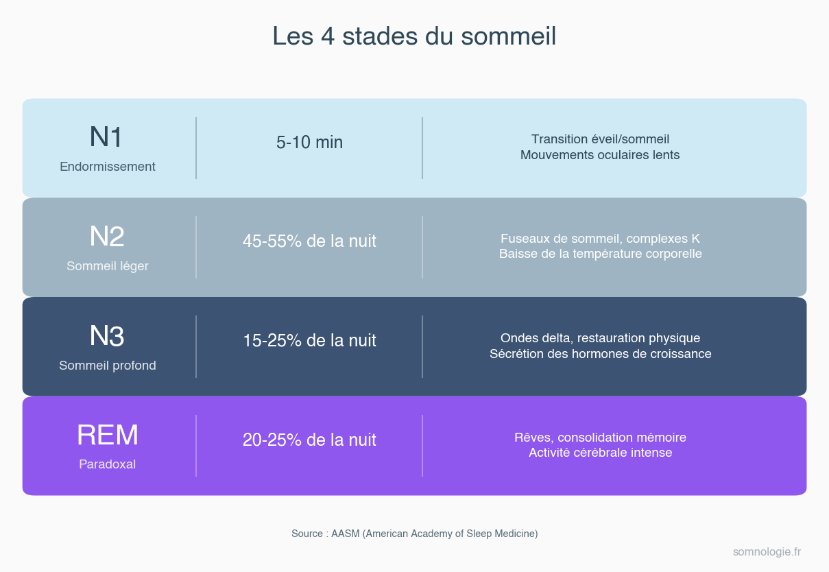 Infographie des stades du sommeil pour le hub Comprendre