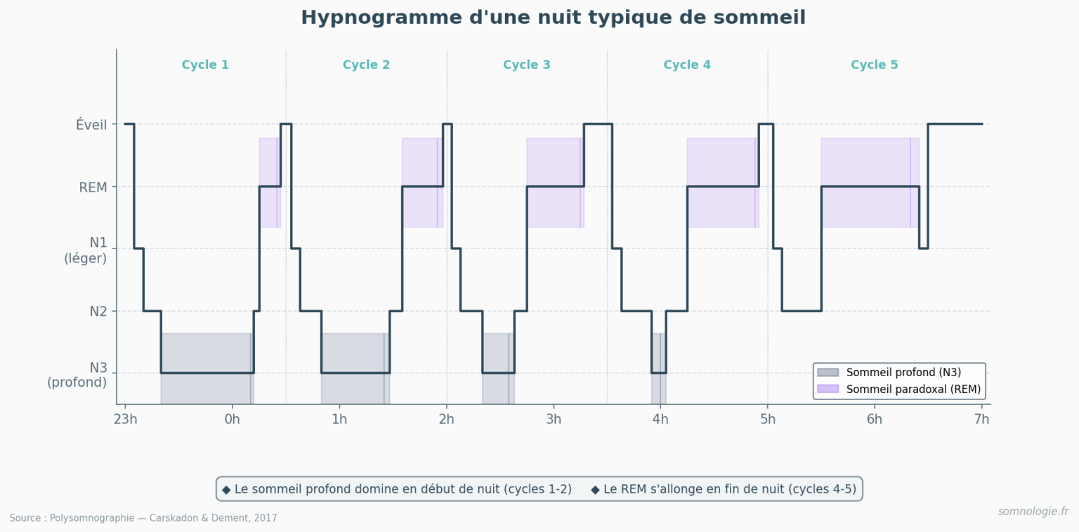 Cycles du sommeil : comprendre ses nuits - Somnologie.fr
