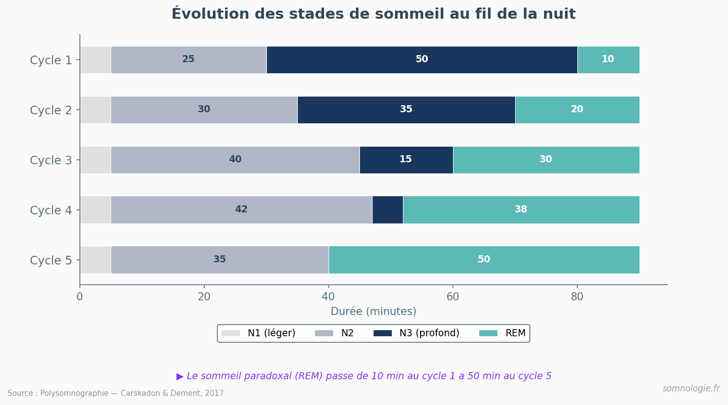 Barres empilees montrant la proportion croissante du REM au fil de la nuit
