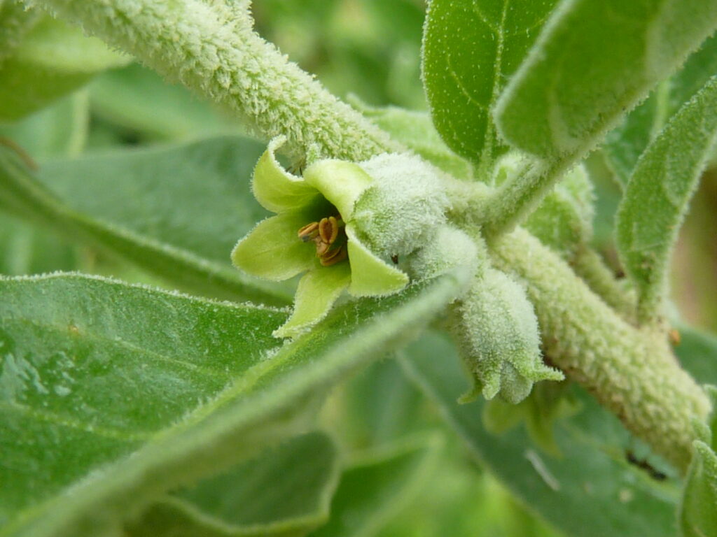 Ashwagandha et sommeil