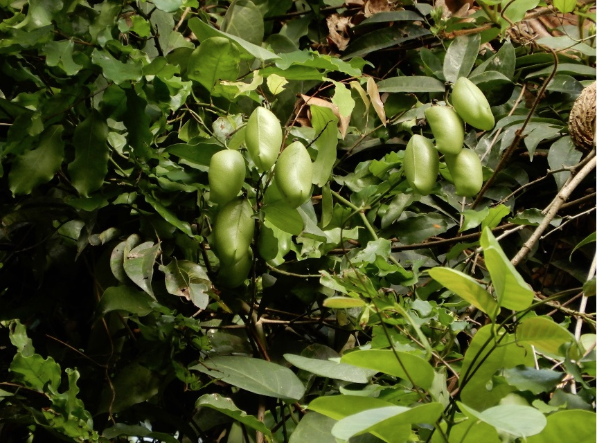 Griffonia plante du 5-HTP