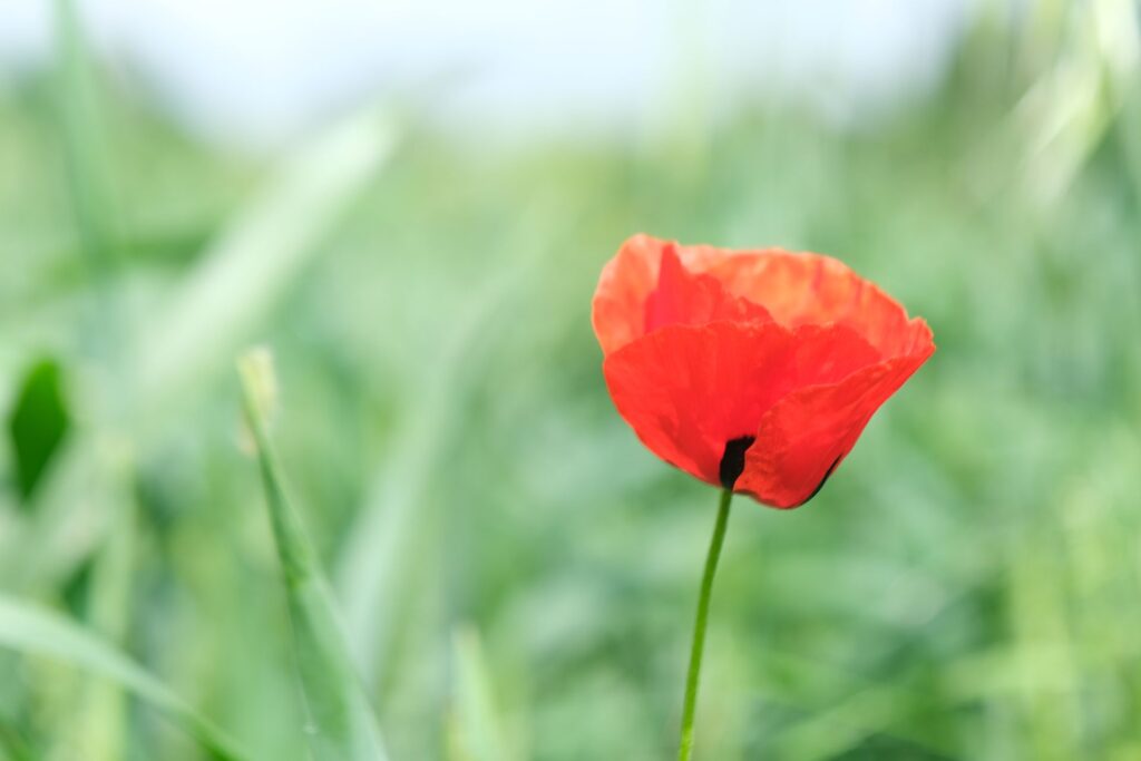 Pavot somnifère plante