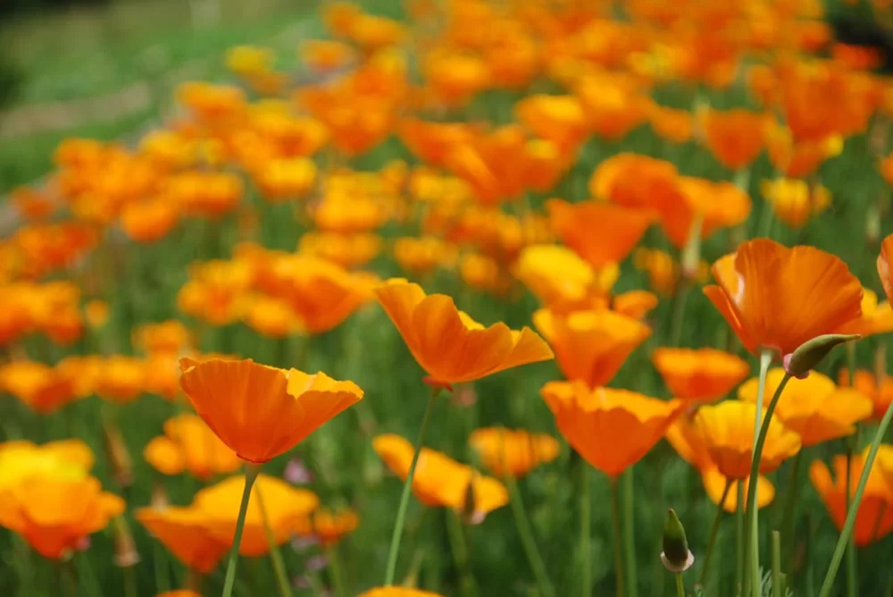Pavot de Californie sédatif naturel